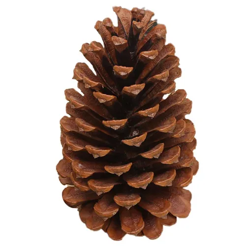 Pinecone - Giant - 10-12