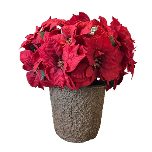 Poinsettia - 22