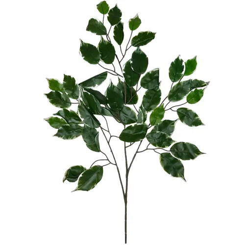 G74 - Greenery - Variegated Ficus - 23