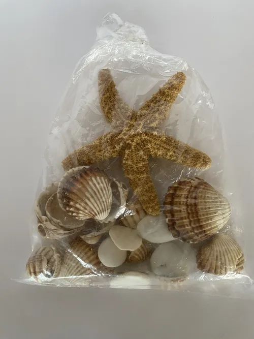 Mixed Bag of Seashells