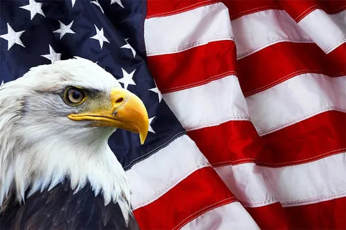 Backdrop - American Flag with Bald Eagle