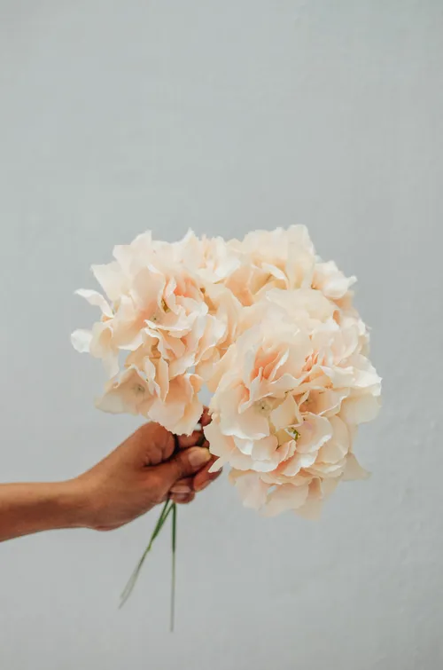 Hydrangea Artificial Flower (Champagne)