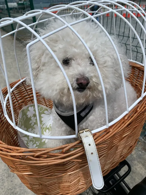 Dog Basket (Small Dogs Only)