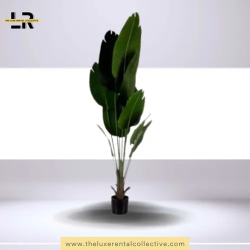 Banana Leaf Plant in Black Pot (SH)