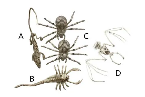 PRSK05 Skeleton - Animal