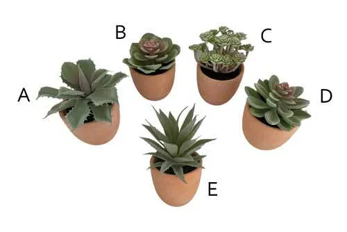 AFTR116 Cactus - Potted