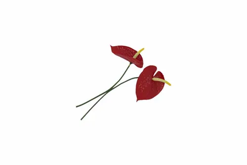 AF130 Red Anthurium