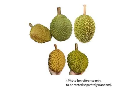 AFD01 Artificial Durian