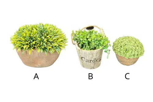 AFTR115 Plant - Potted