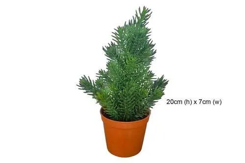 AFTR1181 Plant - Potted