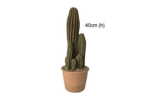 AFTR119 Cactus - Potted