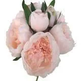 AF01 Peony Bush - Pink