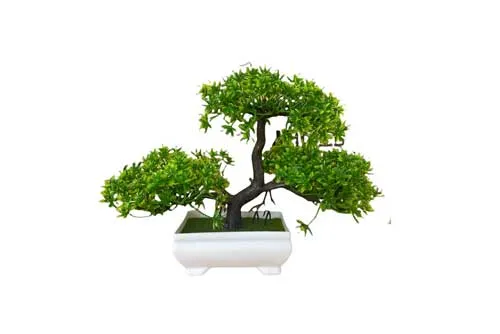 AFTR123 Tree - Bonsai