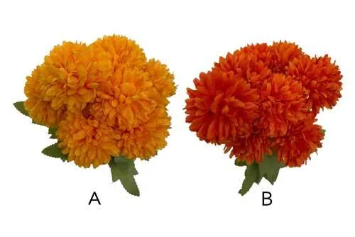 AF041 Chrysanthemum