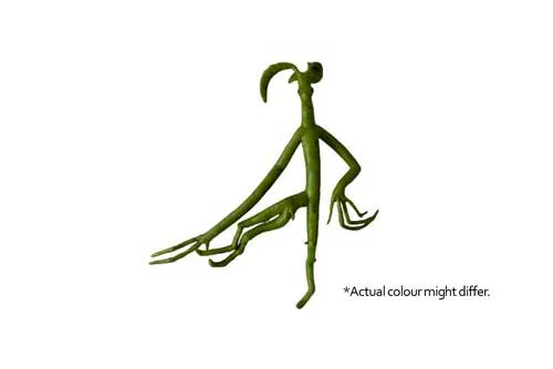 KDDF02 Fantastic Beast - Bowtruckle