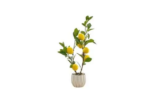 AFTR411 Lemon Tree - Potted