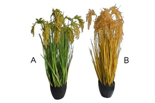 AFTR611 Padi - Potted