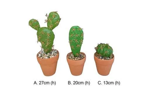 AFTC111 Cactus - Potted