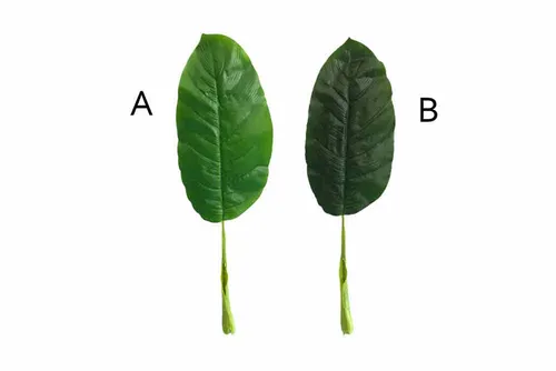 AFL112 Leaves - Banana with Long Stalk