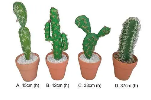 AFTC113 Cactus - Potted