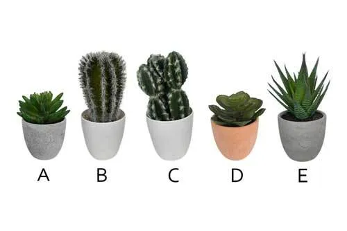 AFTR117 Cactus - Potted