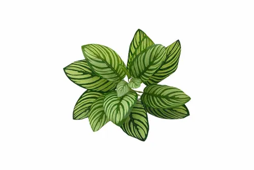 AFL145 Leaves - Calathea Zebra Plant
