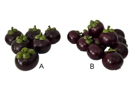 AFT07 Tropical Fruits - Mangosteen