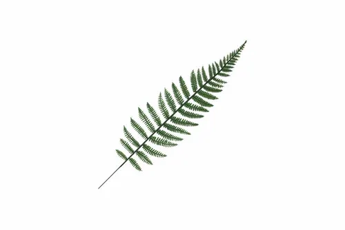 AFL170 Leaves - Fern Leaf
