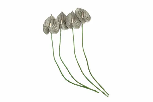 AF134 Anthurium - Grey