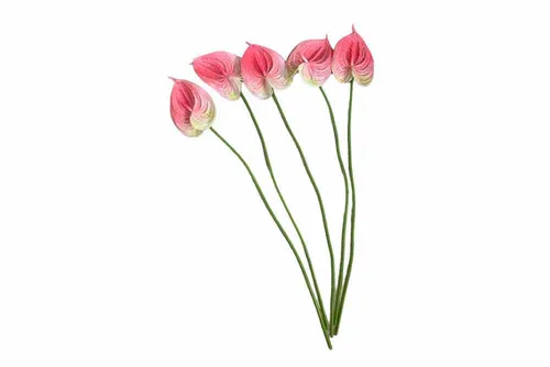 AF133 Anthurium - Pink