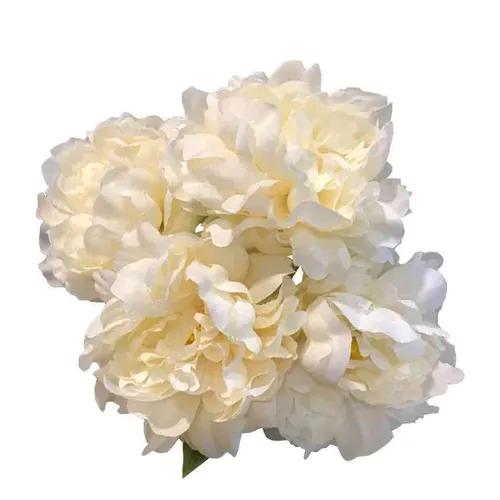 AF108 Peony Bush - Duchess White