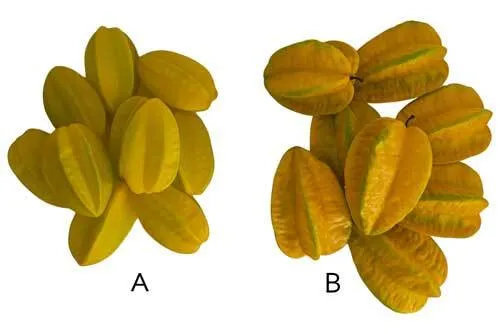 AFT03 Tropical Fruits - Starfruit