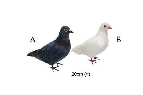 PRP011 - Pigeon