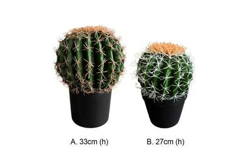 AFTC110 Cactus - Potted