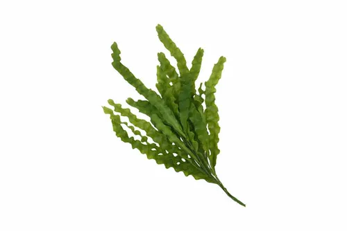 AFL144 Leaves - Java Fern Bunch