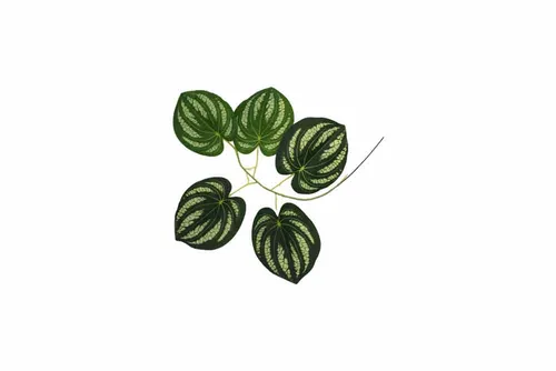 AFL143 Leaves - Tropical Watermelon Peperomia