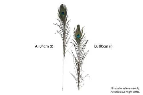 FL100 Peacock Feathers