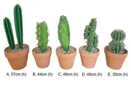 AFTC114 Cactus - Potted