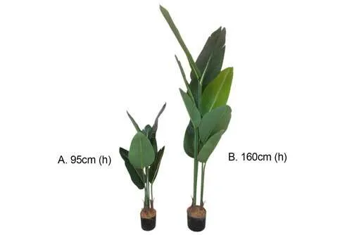 AFTR211 Bird of Paradise