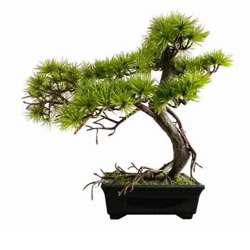 AFTR122  Tree - Bonsai