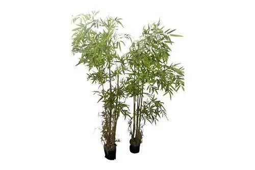 AFTR105 Bamboo Tree