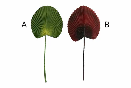 AFL180 Leaves - Fan Palm Leaf with Long Stalk