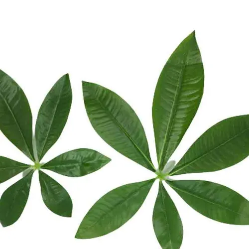 AFL141  Leaves - Tropical Light Green Assorted