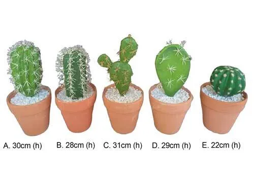 AFTC112 Cactus - Potted