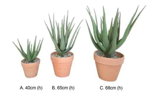 AFTC115 Cactus - Potted