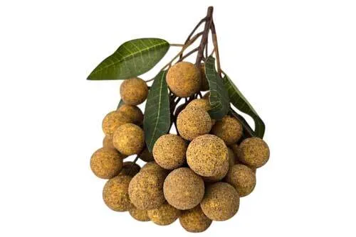 AFT06 Tropical Fruits - Longan