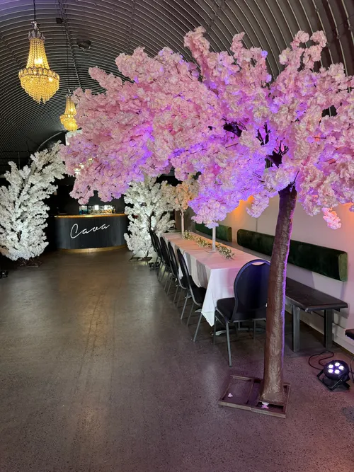 Bleikt cherry blossom tré