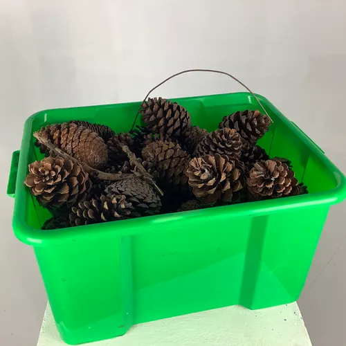 Quantity of Pinecones