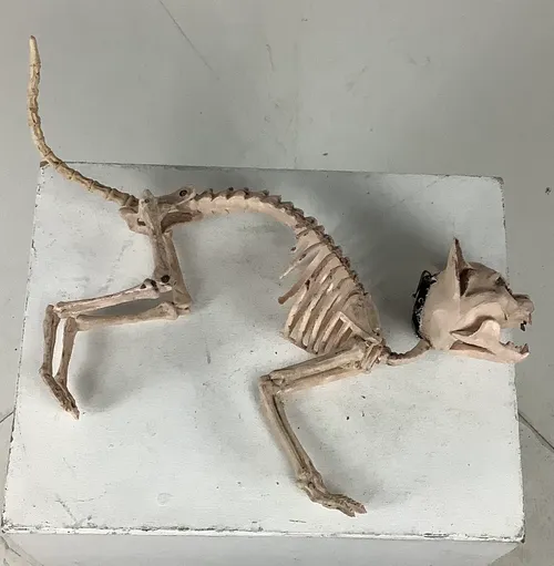 Plastic Cat Skeleton with Light Up Eyes (2 available)