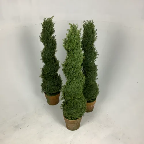 Potted Spiral Plant Topiary